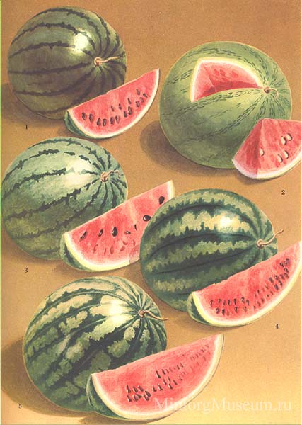 Арбузы