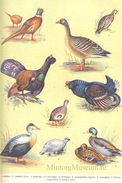 Дичь пернатая