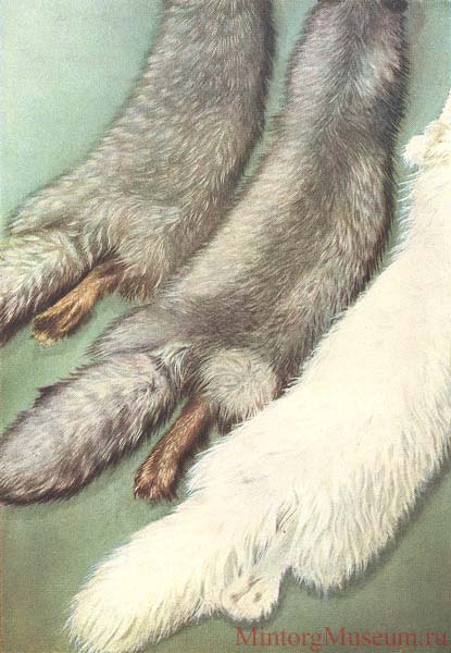 Песец (песцы)